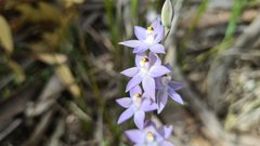 Thelymitra alcockiae