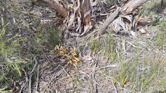 Thelymitra alcockiae