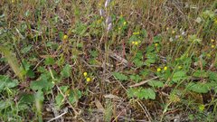 Thelymitra alcockiae