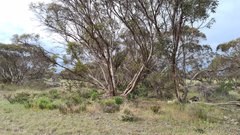 Thelymitra alcockiae