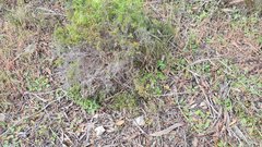 Thelymitra alcockiae