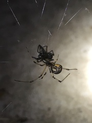 Latrodectus geometricus