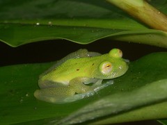 Nymphargus grandisonae