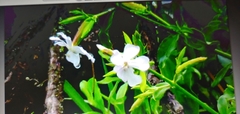 Saponaria officinalis