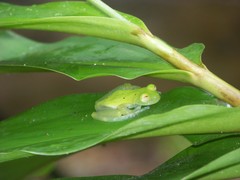 Nymphargus grandisonae