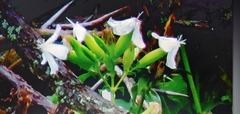 Saponaria officinalis