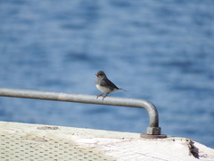 Junco hyemalis image