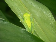 Nymphargus grandisonae
