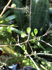 Coprosma crassifolia