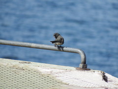Junco hyemalis image