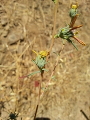 Calycadenia truncata