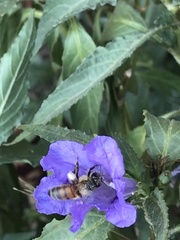 Apis mellifera