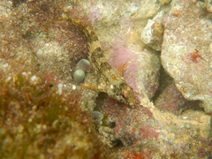 Malacoctenus tetranemus