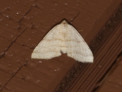 Taeniogramma octolineata