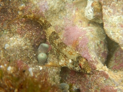 Malacoctenus tetranemus