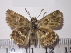 Muschampia baeticus