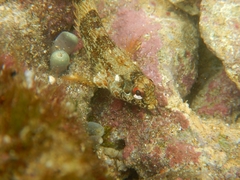 Malacoctenus tetranemus