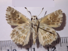 Muschampia baeticus