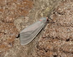 Pygarctia murina