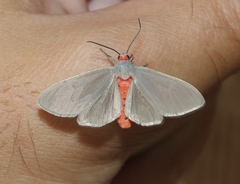 Pygarctia murina