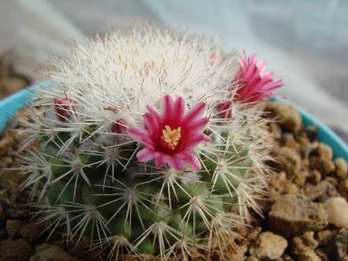 Mammillaria tayloriorum