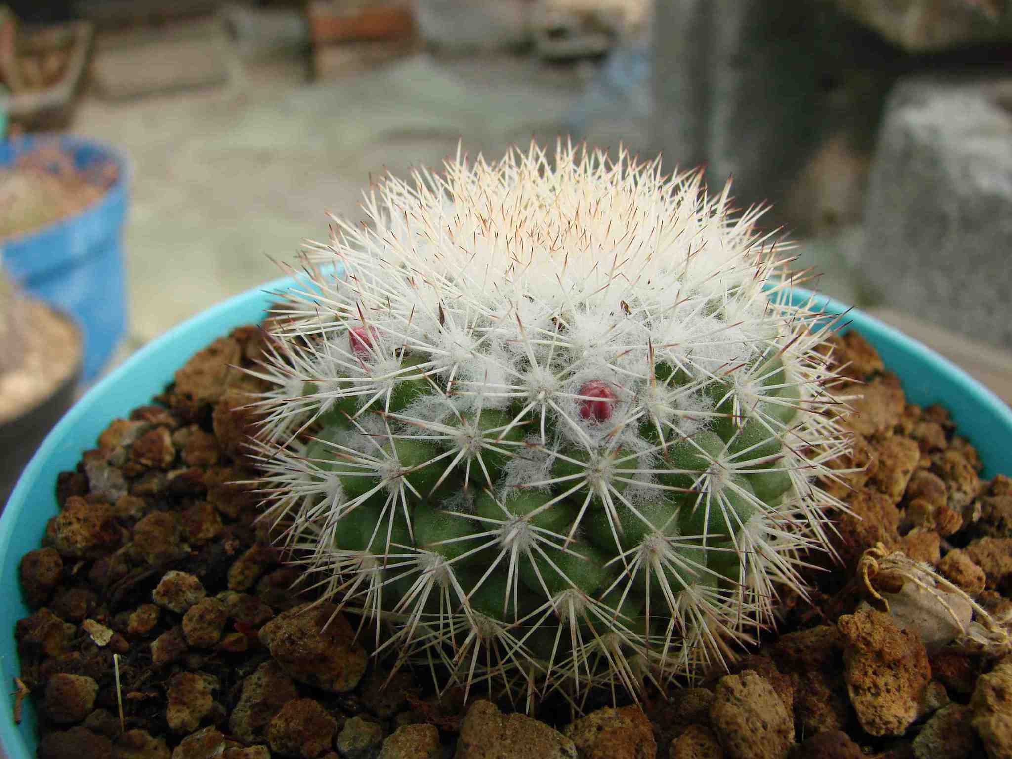 Mammillaria tayloriorum  iNaturalist