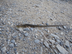 Gerrhonotus ophiurus