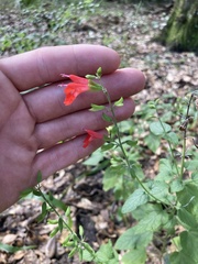 Salvia coccinea image