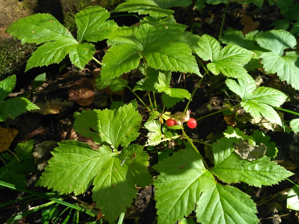 Rubus humulifolius