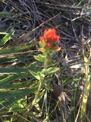 Castilleja arvensis pastorei