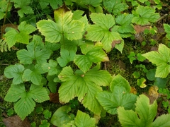 Rubus humulifolius