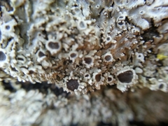 Physconia americana