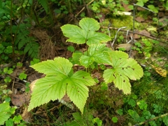 Rubus humulifolius