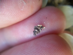 Physconia americana