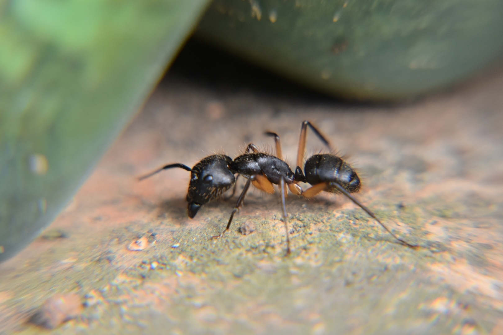 Camponotus renggeri