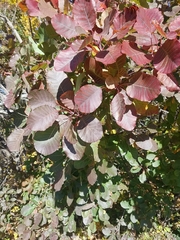 Cotinus obovatus