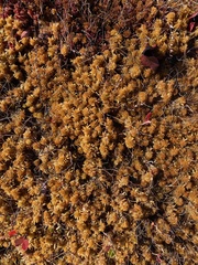 Sphagnum pulchrum