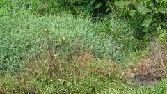 Pitangus sulphuratus