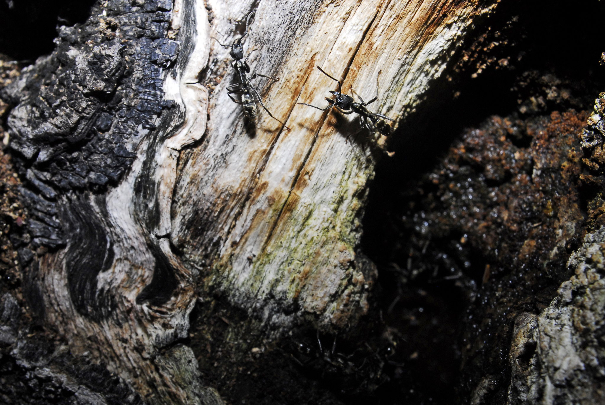 Neoponera inversa