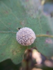 Cynips multipunctata