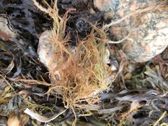 Gracilariaceae