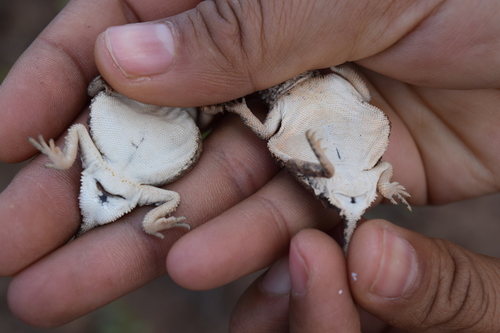 Roundtail Horned Lizard