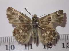 Muschampia orientalis