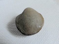 Monocondylaea jaspidea