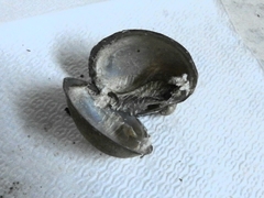 Monocondylaea jaspidea