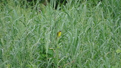 Geothlypis aequinoctialis