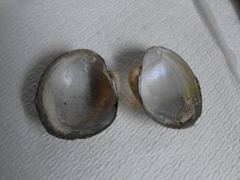 Monocondylaea jaspidea