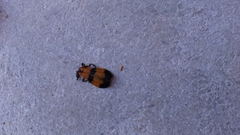 Calopteron reticulatum