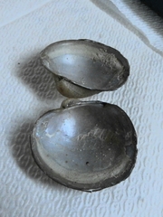 Monocondylaea jaspidea