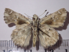 Muschampia orientalis